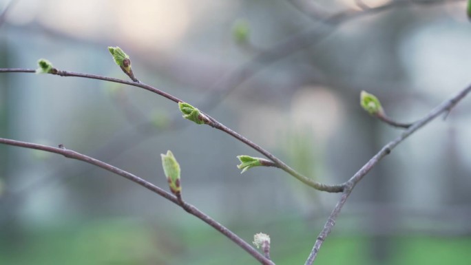 在阳光明媚的早晨，手持拍摄鞑靼槭的春芽和叶子