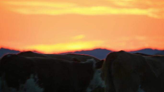 夕阳下的草原牛群走过