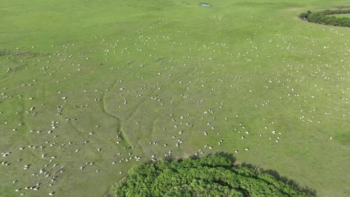 航拍草原牧场羊群