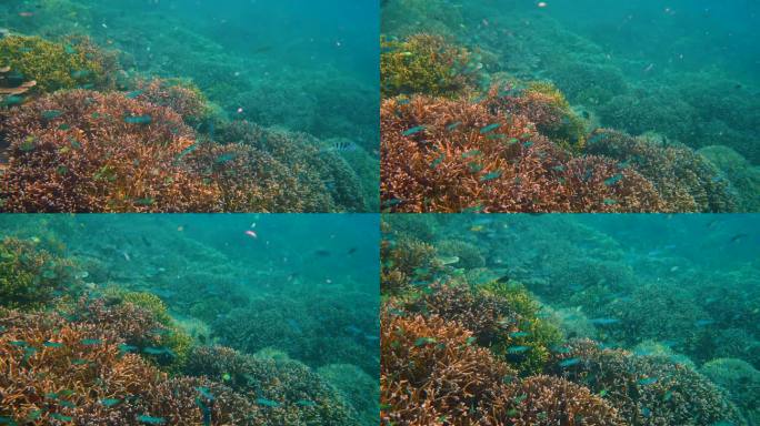 色彩缤纷的珊瑚和鱼类王国