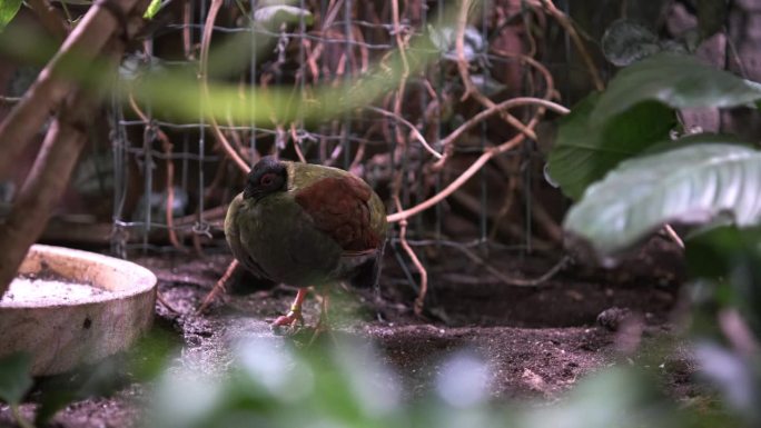 动物园里一只雌性凤头鹧鸪。冠状木鹧鸪，卷卷，红冠木鹧鸪。动物种群。有趣美丽的热带鸟类丛林风光