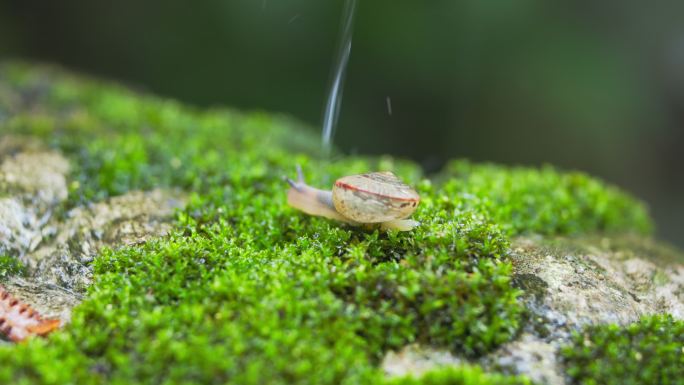 蜗牛一只在绿叶上爬行的蜗牛生态绿色