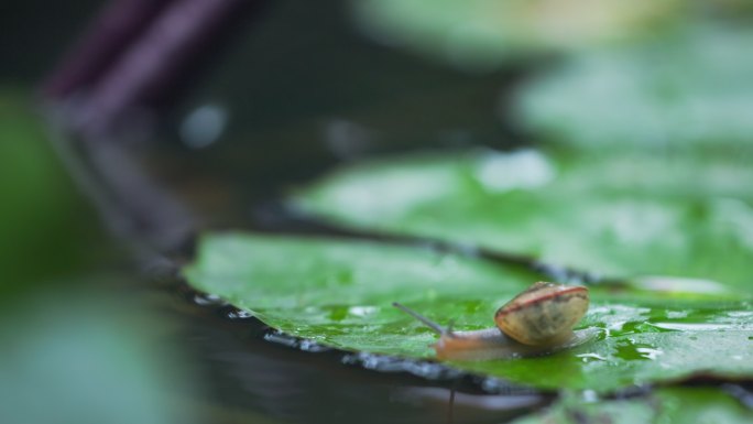 蜗牛一只在绿叶上爬行的蜗牛生态绿色