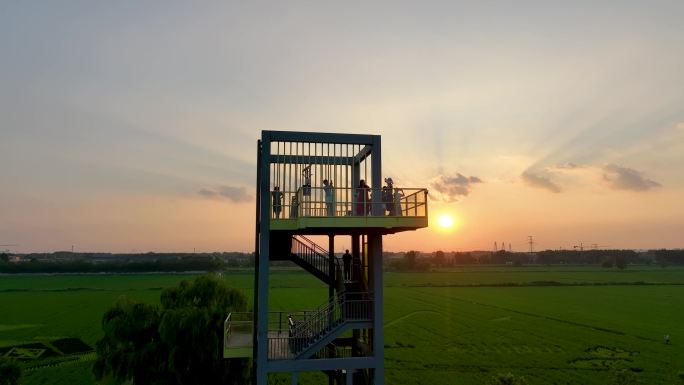 夕阳的田野，稻田、生态农业、美丽乡村