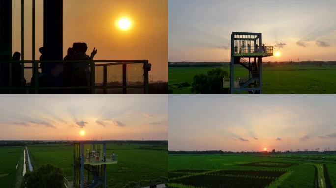 夕阳的田野，稻田、生态农业、美丽乡村