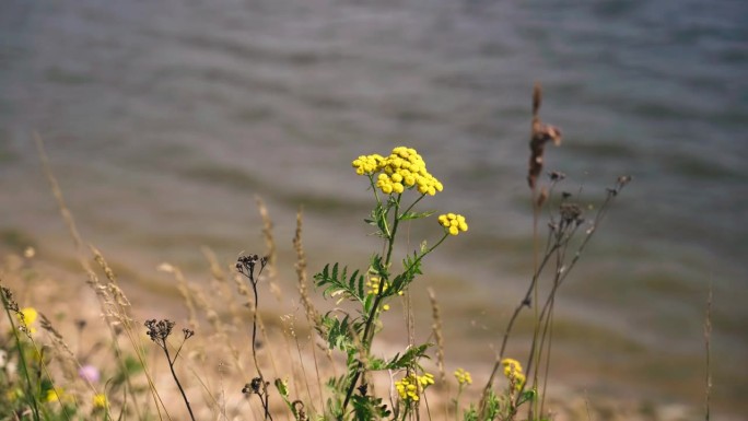 湖边长着一朵黄色的小花。从后面可以看到水面