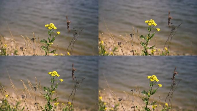 湖边长着一朵黄色的小花。从后面可以看到水面