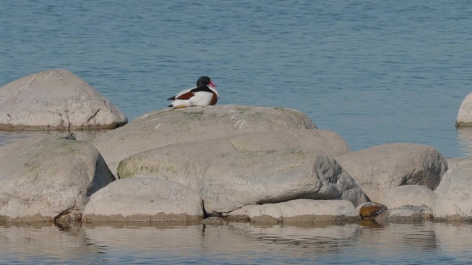 在爱沙尼亚的大岩石上，一只坐着的鸭嘴兽