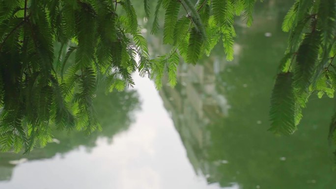 夏季微风吹拂河边绿树夏日小清新