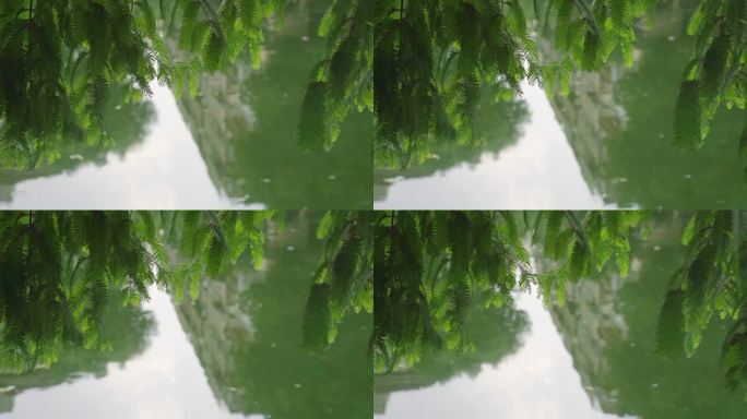 夏季微风吹拂河边绿树夏日小清新