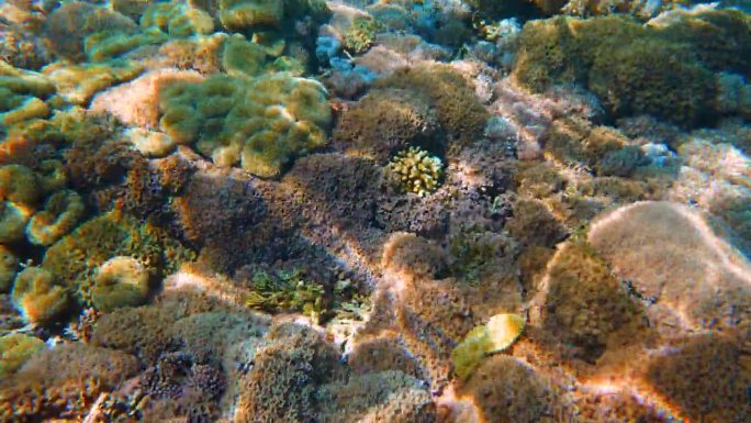 海葵是海洋的花朵水母珊瑚礁大海