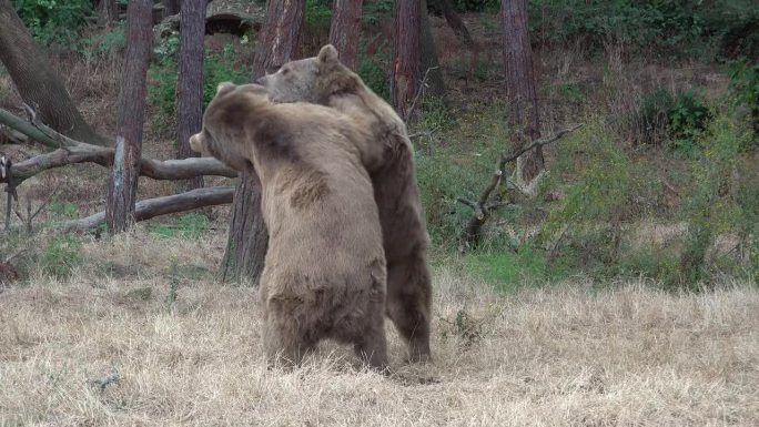 两只野生自由熊在自然环境中搏斗，真实的动物攻击