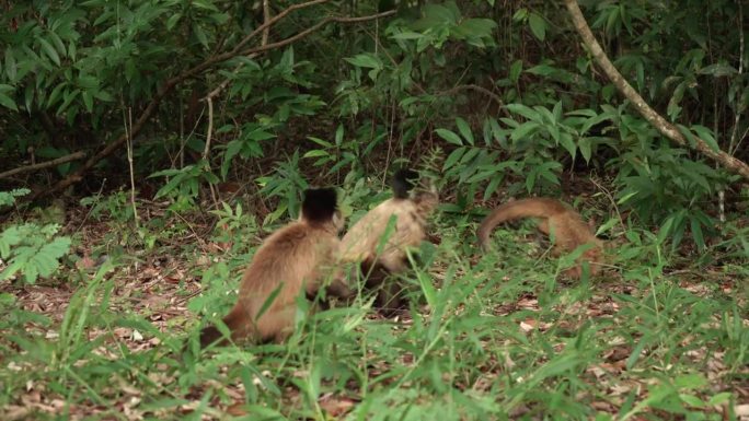 四只卷尾猴在森林地面上