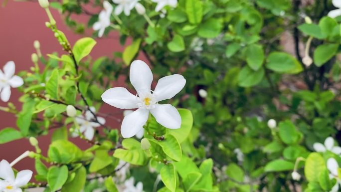 美丽的茉莉花，白色的茉莉花，五瓣白色的茉莉花正在盛开，白色的颜色，小的五个花瓣带着黄色的花粉，在花园