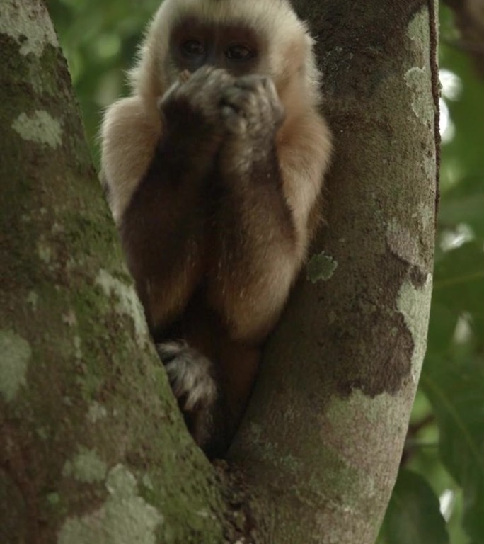 一只卷尾猴坐在树上吃东西
