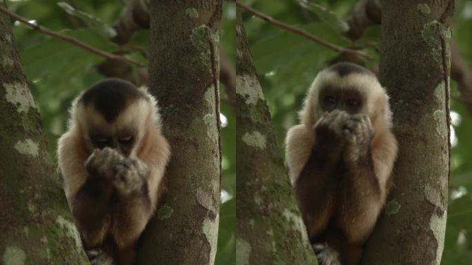 一只卷尾猴坐在树上吃东西