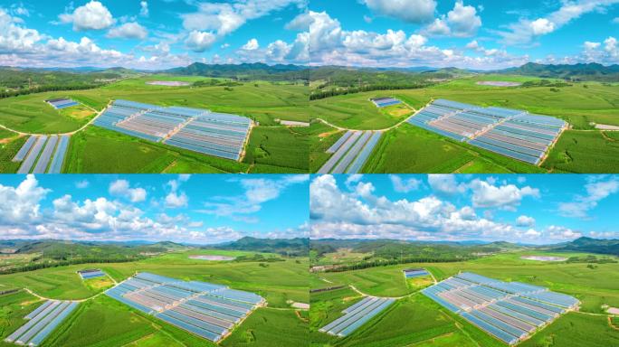 大棚种植 反季蔬菜 科技农业 玉米