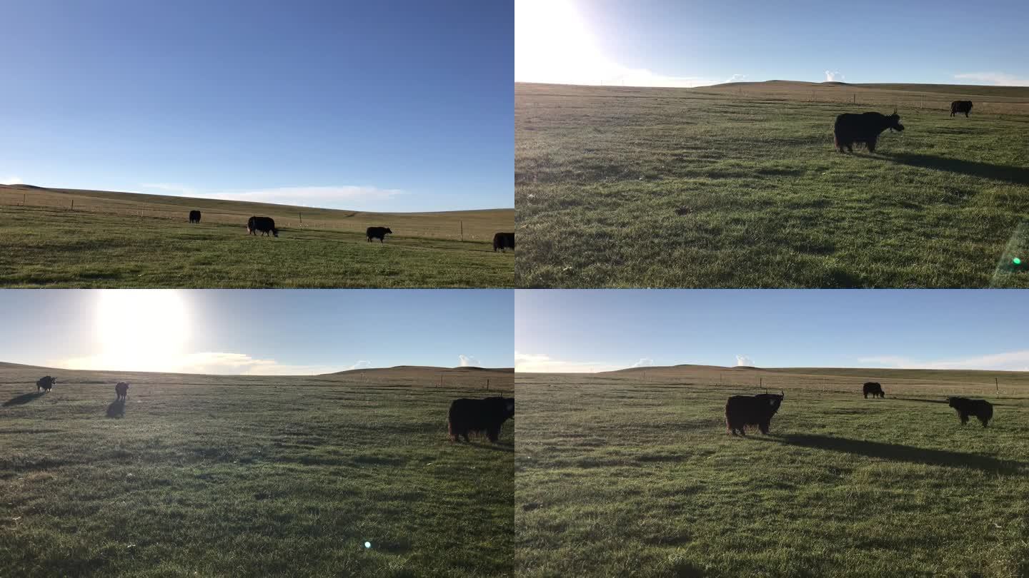 草原放牧牦牛逆光素材