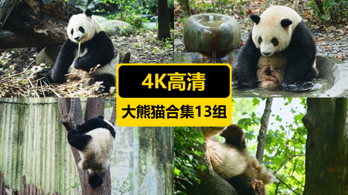 4K大熊猫合集13个视频