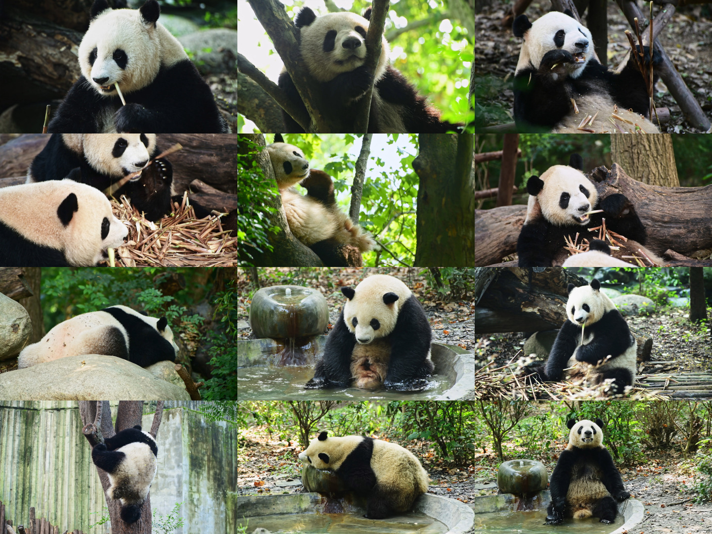 4K大熊猫合集13个视频