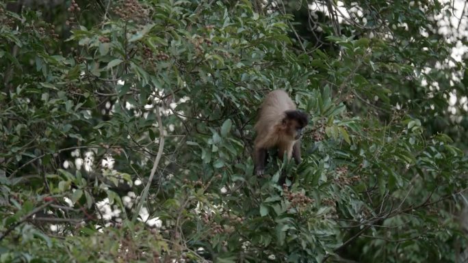 卷尾猴在树顶寻找浆果