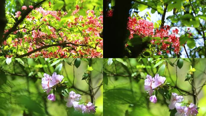 唯美治愈温暖的树林树木开花花朵