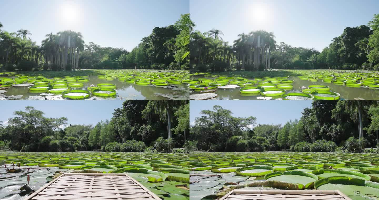 莲王 云南热带植物园