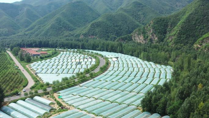 航拍农业大棚  蔬菜种植基地