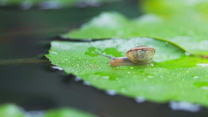 蜗牛一只在绿叶上爬行的蜗牛生态绿色