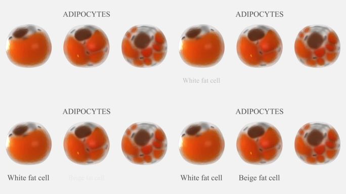 脂肪细胞类型3d模型