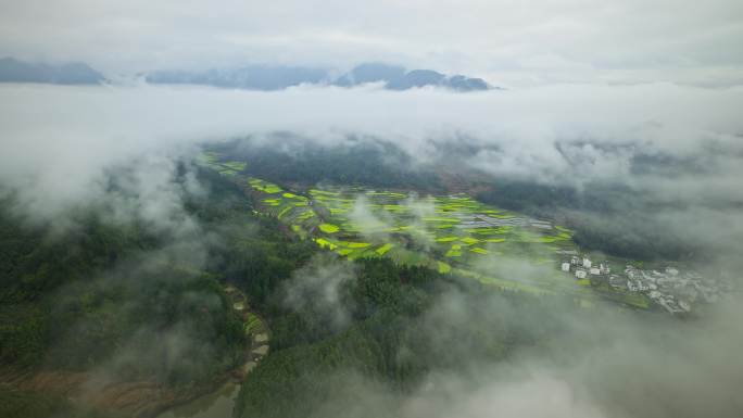 江西婺源江湾油菜花