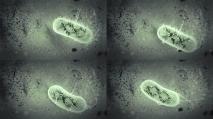 大肠杆菌游荡动画演绎
