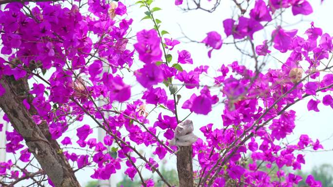 矮牵牛碧冬茄花朵花