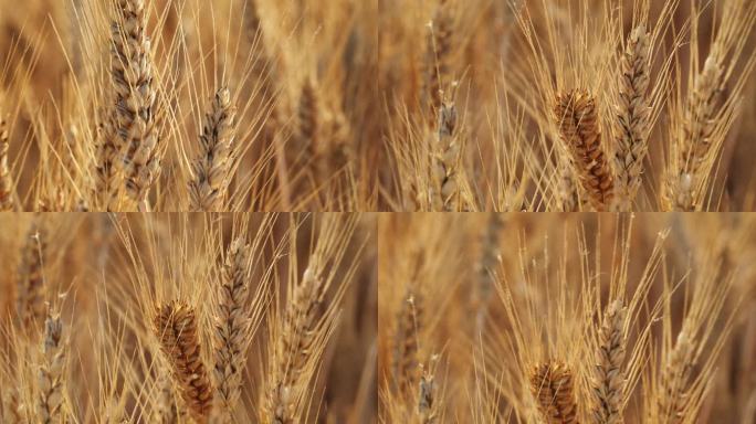 小麦丰收 山东小麦 青岛小麦 唯美麦收