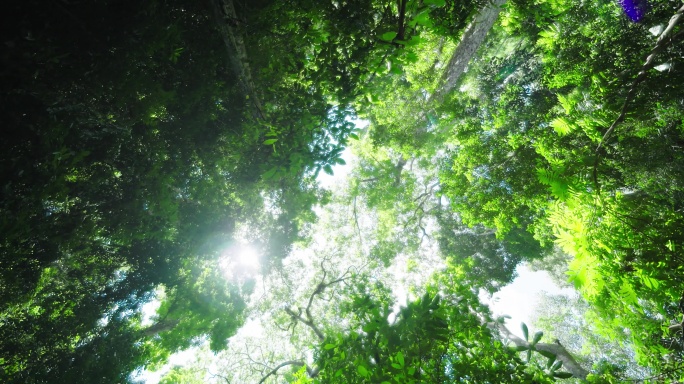 阳光透过树叶 原始森林公园 原始森林