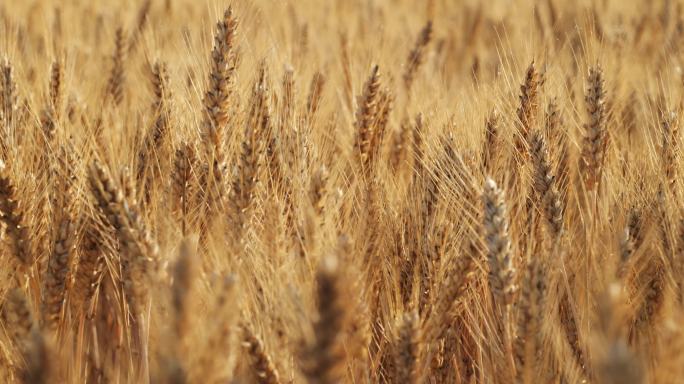 小麦丰收 山东小麦 青岛小麦 唯美麦收