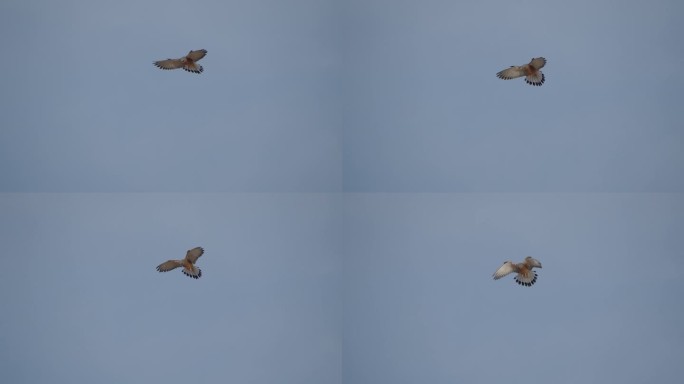 不可思议的猎鹰狩猎技术:小红隼悬停与静止的头部和潜水在一个清澈的蓝天