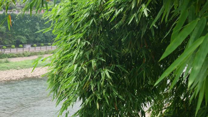 中国竹竹子竹海唯美空镜大自然风景意境