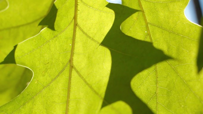 近距离慢镜头，阳光透过绿叶的脉络照进来。抽象的自然背景。