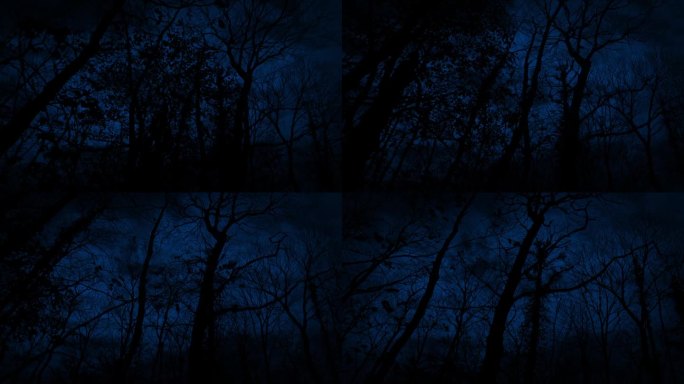 夜晚在树林里高大漆黑的树下行走