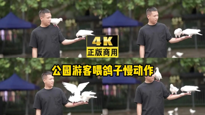 4K高清实拍公园游客喂鸽子慢动作