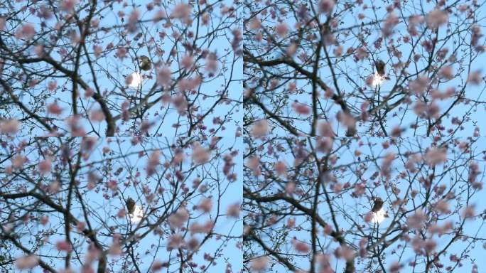 西伯利亚飞鼠坐在树枝上观赏樱花和月亮