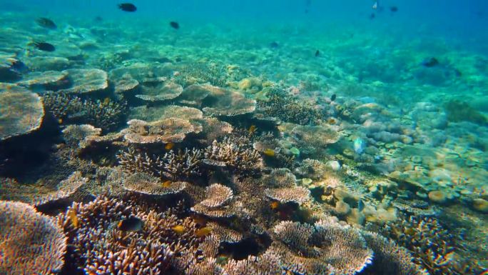 印度尼西亚巴厘岛丰富多彩的珊瑚生态系统
