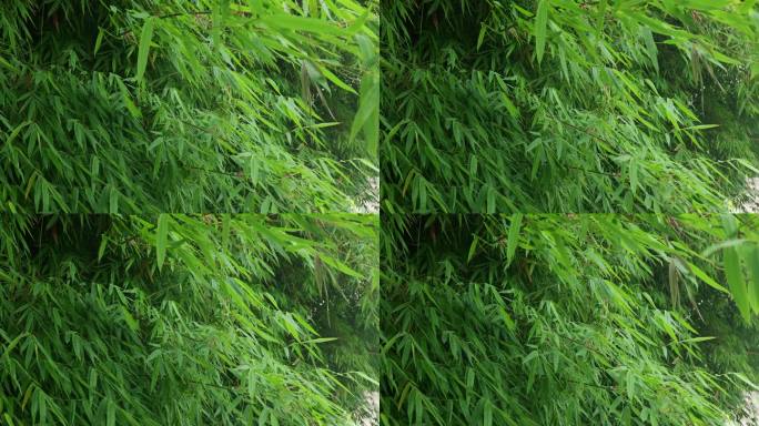 中国竹竹子竹海唯美空镜大自然风景意境