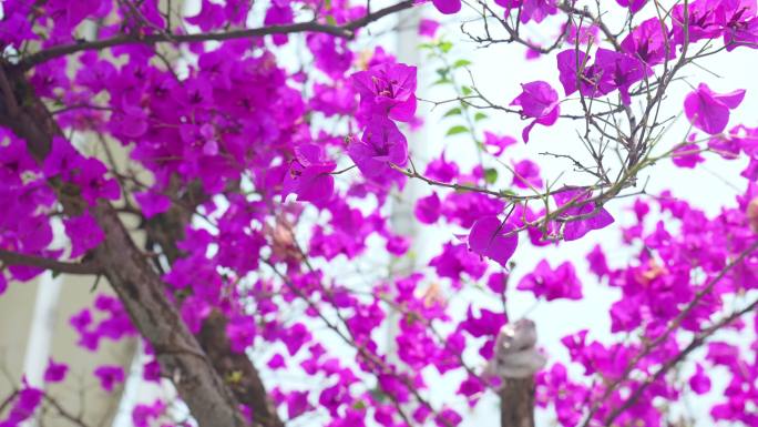 矮牵牛碧冬茄花朵花