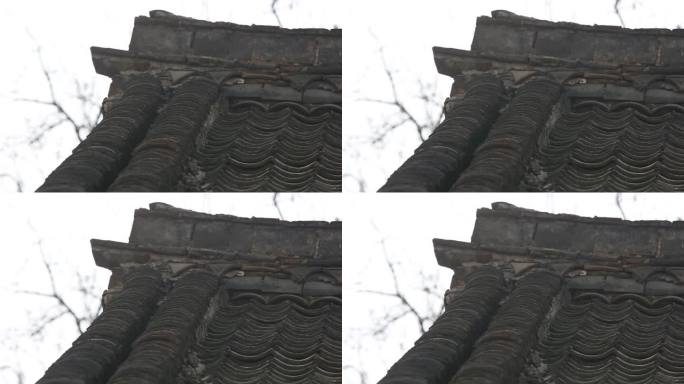 家养狗