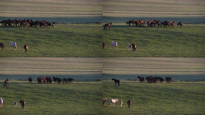 内蒙古大草原上万马奔腾牛羊成群