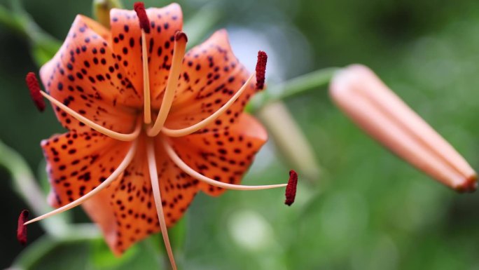 一个虎百合与斑点花瓣在绿色背景在森林阳光明媚的一天关闭