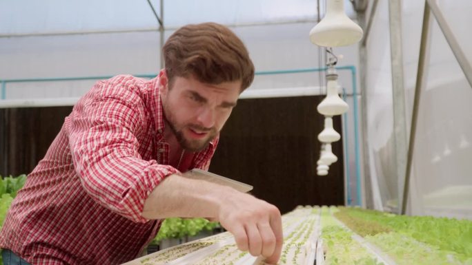 男农民手持有机蔬菜沙拉，手持数码平板电脑，在大棚种植园检查水培有机蔬菜