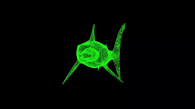 3D白鲨在黑色bg上旋转。巨齿鲨是海洋中最凶猛的掠食者。野生动物概念。用于标题，文本，演示。由闪闪发